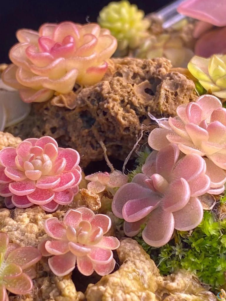 蚊子最“讨厌”的8种植物，家里养1盆，蚊虫不进门