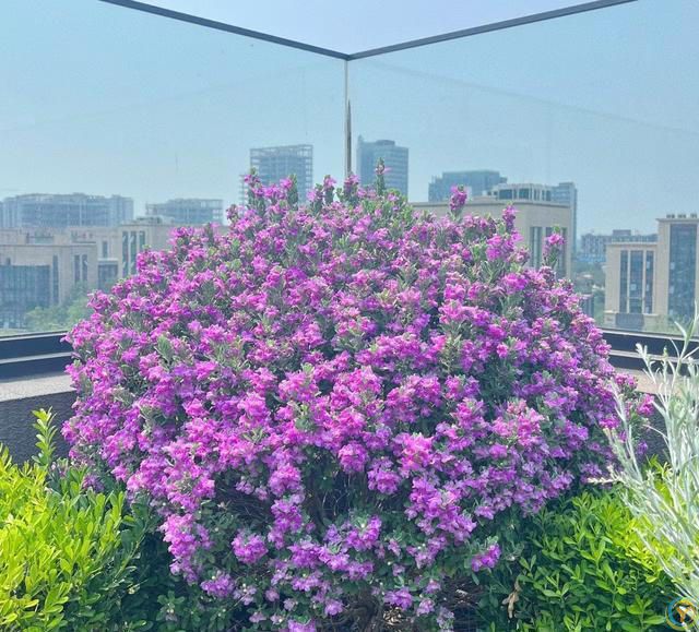 有种冷门、但很***的花，不输三角梅，春天开到秋天，耐热又耐寒