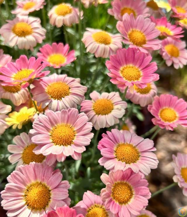 这8种花，花期长到离谱！养好了，甚至一年四季都能开花！