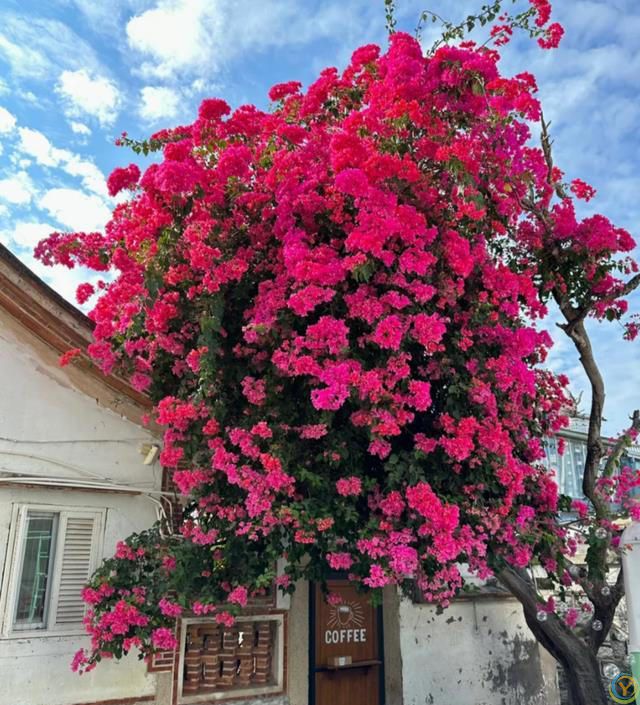 这8种花，花期长到离谱！养好了，甚至一年四季都能开花！