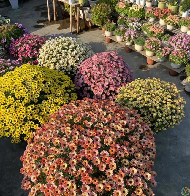 这8种花，花期长到离谱！养好了，甚至一年四季都能开花！