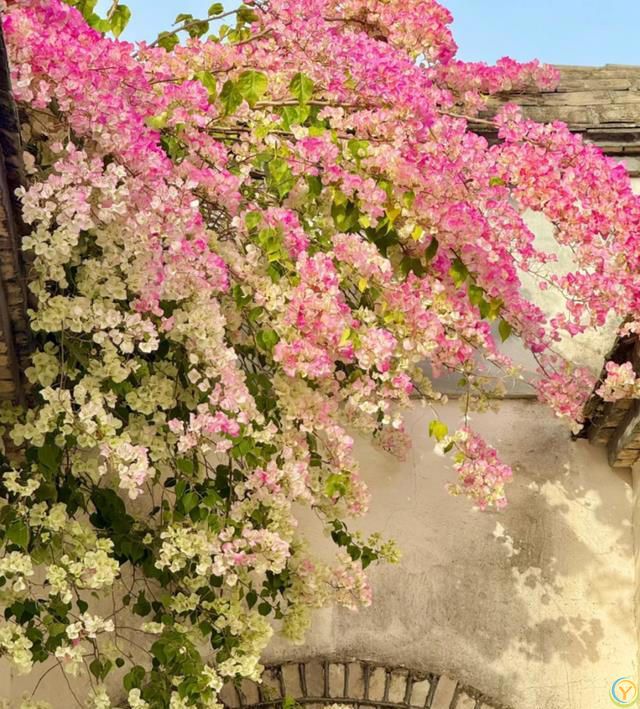 这8种花，花期长到离谱！养好了，甚至一年四季都能开花！