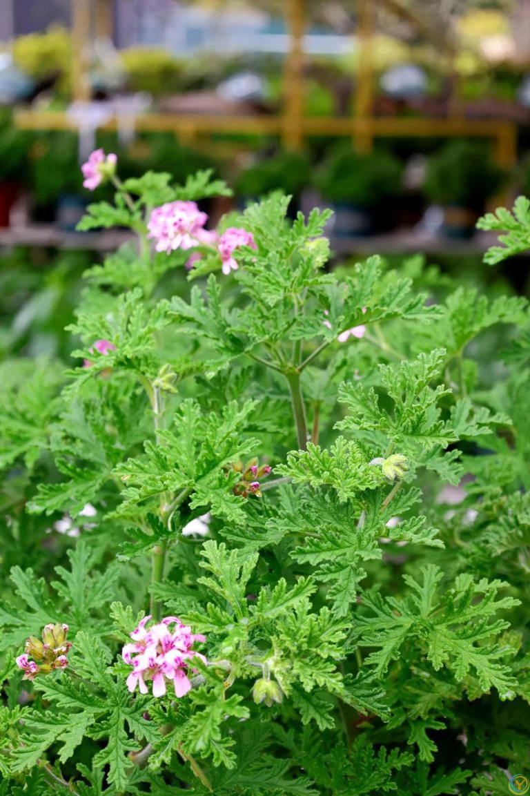 蚊子最“讨厌”的8种植物，家里养1盆，蚊虫不进门
