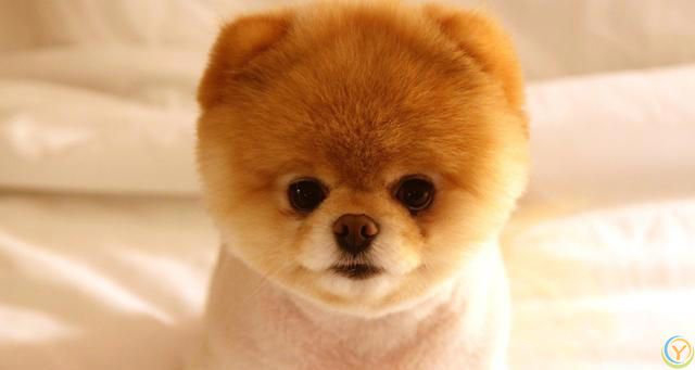 什么颜色的狗比较好，比较适合当宠物养？