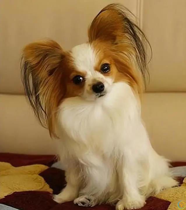 6种小型犬超好养，寿命长到19年，你家选哪只？