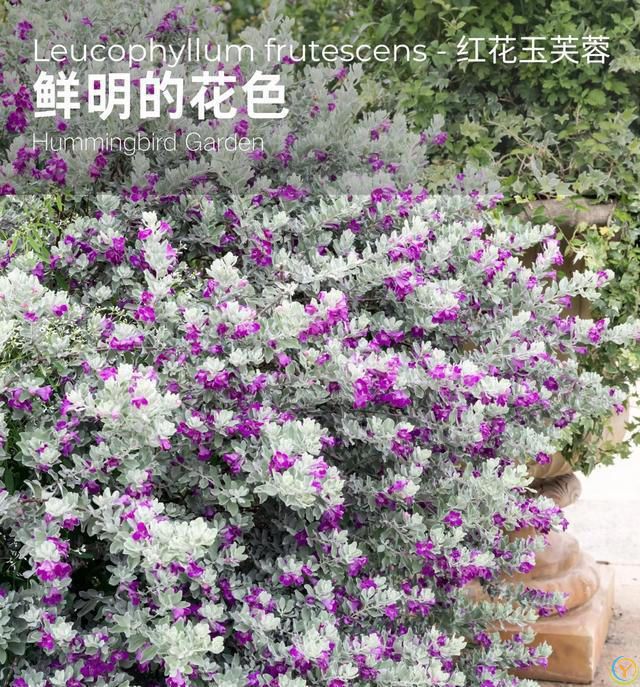 有种冷门、但很***的花，不输三角梅，春天开到秋天，耐热又耐寒