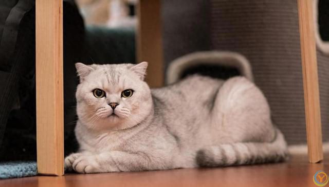 养猫新手攻略：挑选适合自己的猫咪，享受幸福的撸猫生活