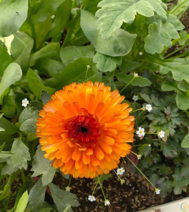 这8种花，花期长到离谱！养好了，甚至一年四季都能开花！