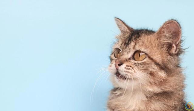 猫咪为什么对所有事情都好奇？是天生的吗？如何满足猫咪的好奇心