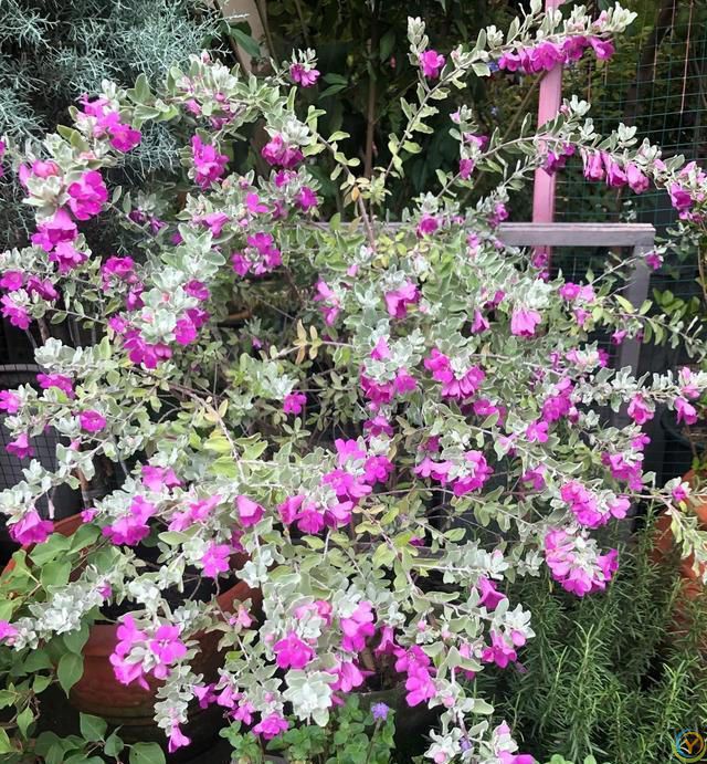 有种冷门、但很***的花，不输三角梅，春天开到秋天，耐热又耐寒