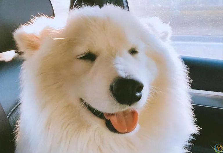 公认“最漂亮”的7种狗，来看一下你最喜欢哪个？