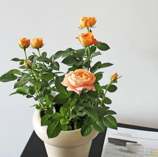 这8种花，花期长到离谱！养好了，甚至一年四季都能开花！