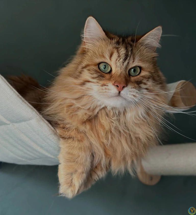 猫咪那些&ldquo;烦死人但超可爱&rdquo;的瞬间，你家猫咪也这样吗