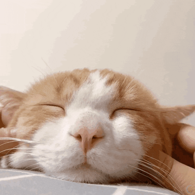 一篇文章带你看完猫咪的一生，值得每一位铲屎官看一看！