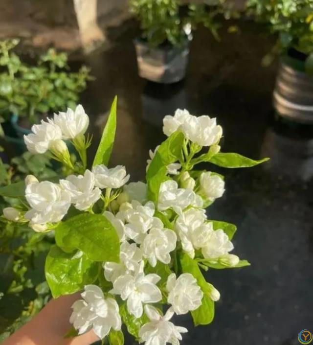 这8种花，花期长到离谱！养好了，甚至一年四季都能开花！