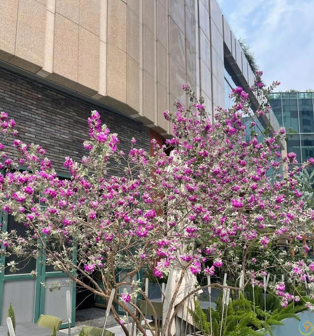 有种冷门、但很***的花，不输三角梅，春天开到秋天，耐热又耐寒