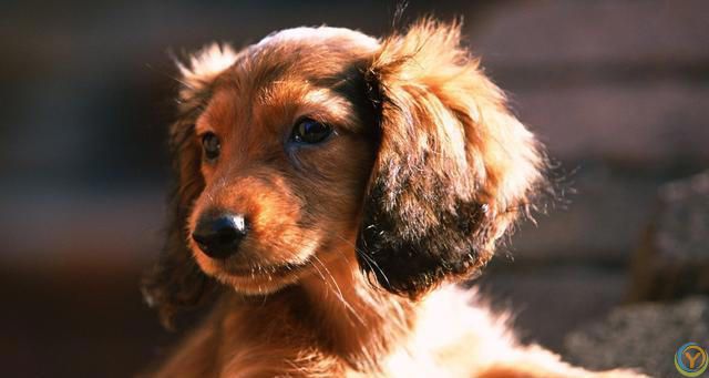 什么颜色的狗比较好，比较适合当宠物养？