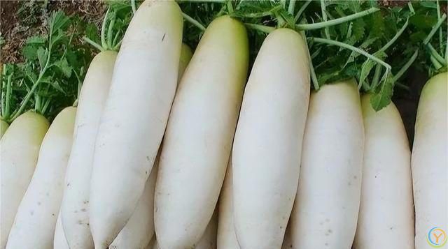 腌萝卜，别再直接加盐了，老厨师教你一招，脆爽又入味，太好吃了