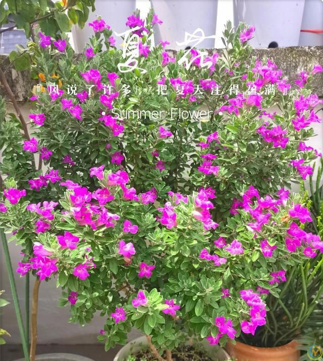 有种冷门、但很***的花，不输三角梅，春天开到秋天，耐热又耐寒