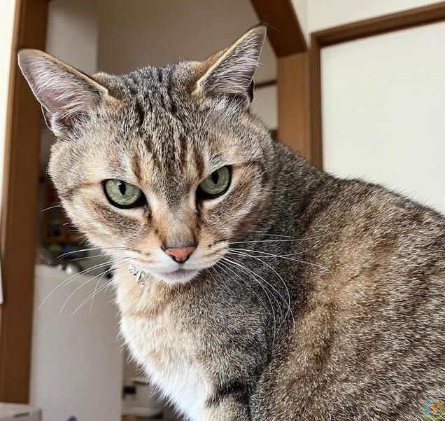 猫咪比你还懂生活，躺平不是懒惰，学会享受当下才是智慧！