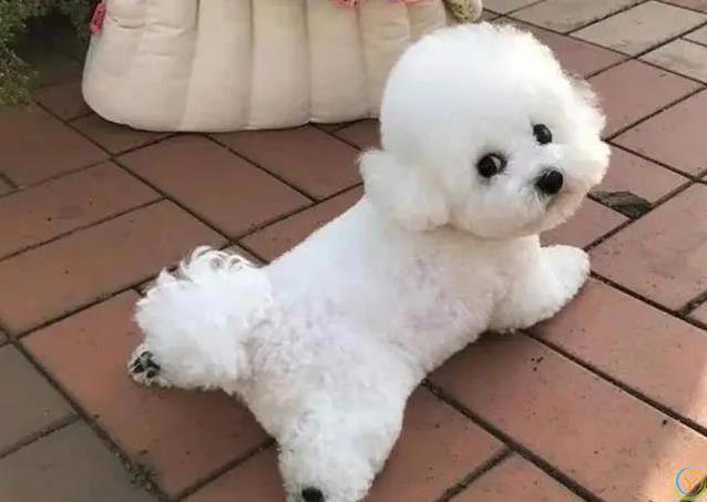 6种小型犬超好养，寿命长到19年，你家选哪只？