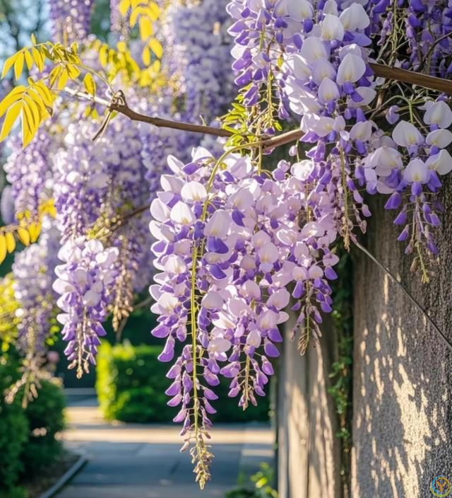 这8种花，花期长到离谱！养好了，甚至一年四季都能开花！