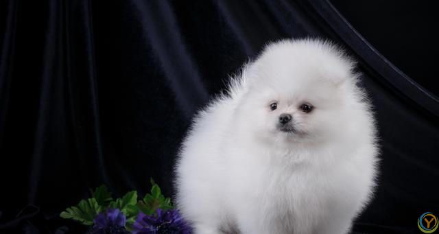 什么颜色的狗比较好，比较适合当宠物养？