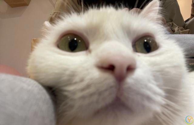 撸猫前必看的4种&ldquo;禁忌&rdquo;，你这样做，猫咪不恨你才怪