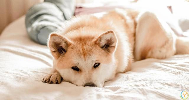 什么颜色的狗比较好，比较适合当宠物养？