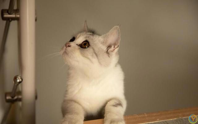 养猫新手攻略：挑选适合自己的猫咪，享受幸福的撸猫生活