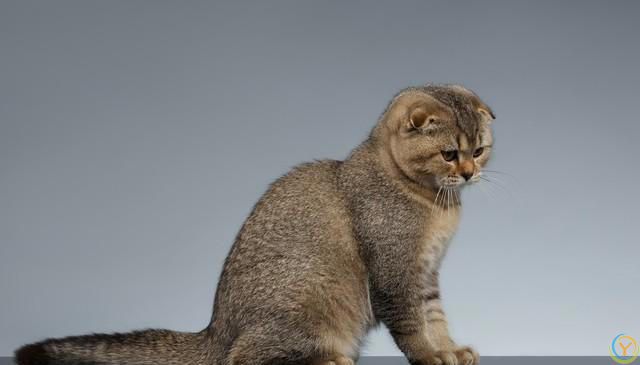 猫咪的魅力：无尽的陪伴与温暖