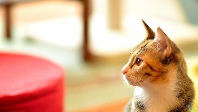 猫咪为什么对所有事情都好奇？是天生的吗？如何满足猫咪的好奇心
