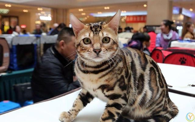 虎斑猫和狸花猫的区别！虎斑猫与狸花猫：从外貌到性格的***对比