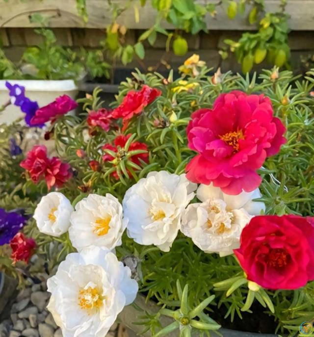 这8种花，花期长到离谱！养好了，甚至一年四季都能开花！