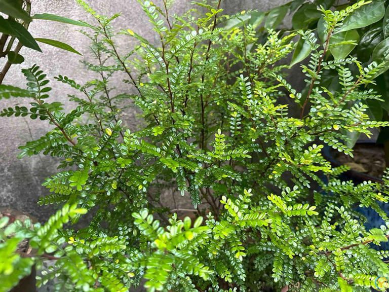 蚊子最“讨厌”的8种植物，家里养1盆，蚊虫不进门