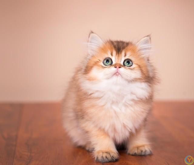 猫咪的魅力：无尽的陪伴与温暖