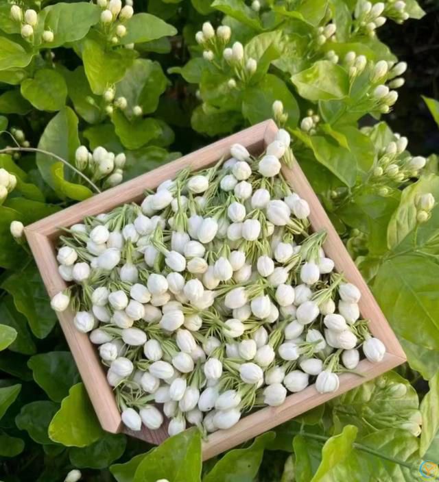 这8种花，花期长到离谱！养好了，甚至一年四季都能开花！