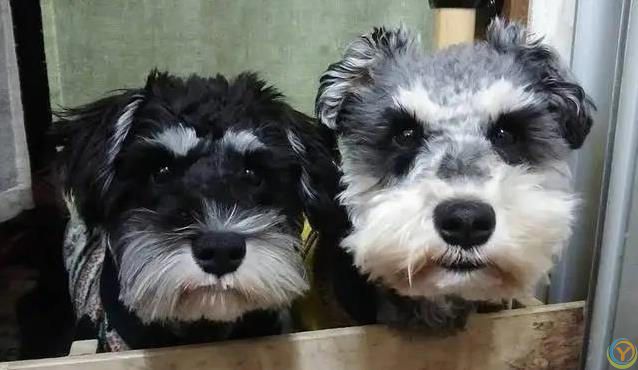 6种小型犬超好养，寿命长到19年，你家选哪只？