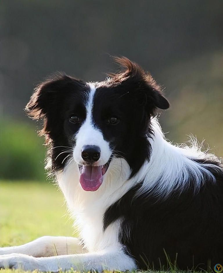 公认“最漂亮”的7种狗，来看一下你最喜欢哪个？