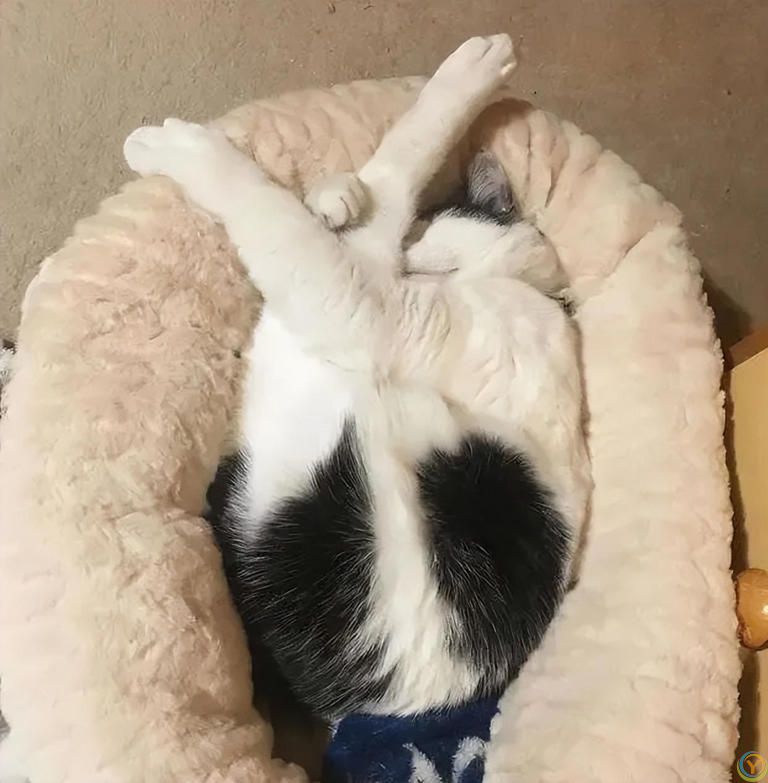 一篇文章带你看完猫咪的一生，值得每一位铲屎官看一看！