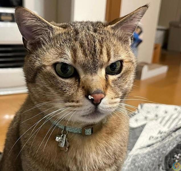 猫咪比你还懂生活，躺平不是懒惰，学会享受当下才是智慧！