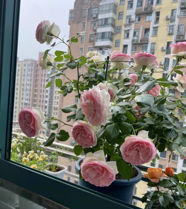 这8种花，花期长到离谱！养好了，甚至一年四季都能开花！