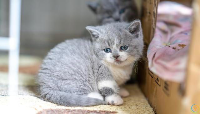 撸猫前必看的4种“禁忌”，你这样做，猫咪不恨你才怪