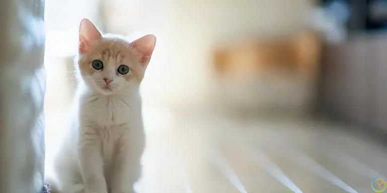 一篇文章带你看完猫咪的一生，值得每一位铲屎官看一看！