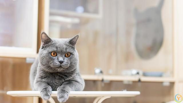 ***养猫人才知道的小知识，新手避坑指南！