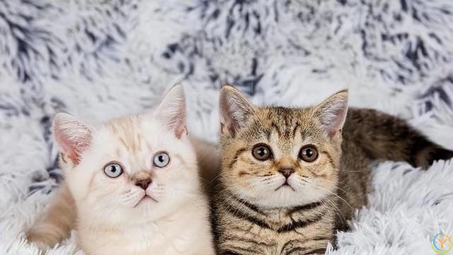 撸猫前必看的4种“禁忌”，你这样做，猫咪不恨你才怪