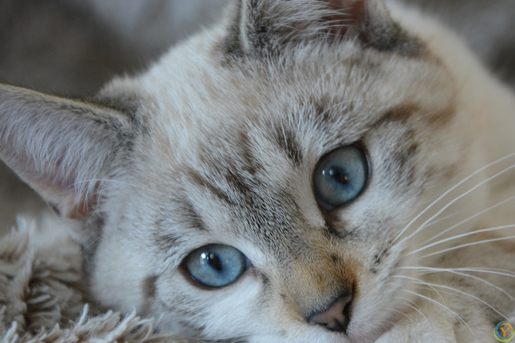 高颜值猫咪大盘点！如何让你的爱宠美颜升级？