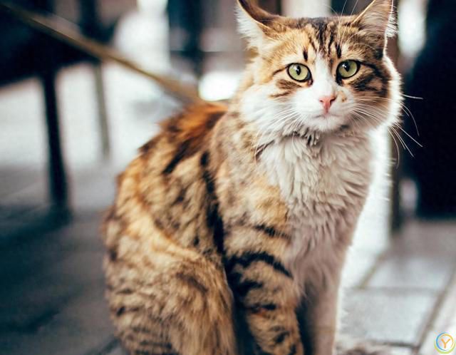 虎斑猫和狸花猫的区别！虎斑猫与狸花猫：从外貌到性格的***对比