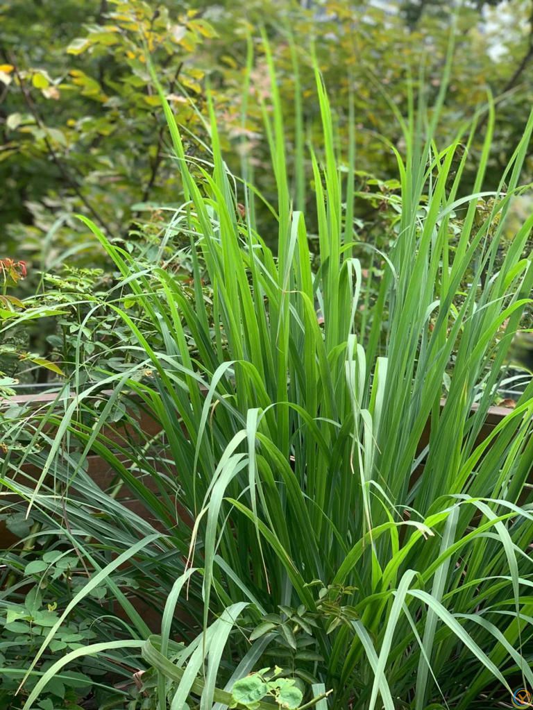 蚊子最“讨厌”的8种植物，家里养1盆，蚊虫不进门