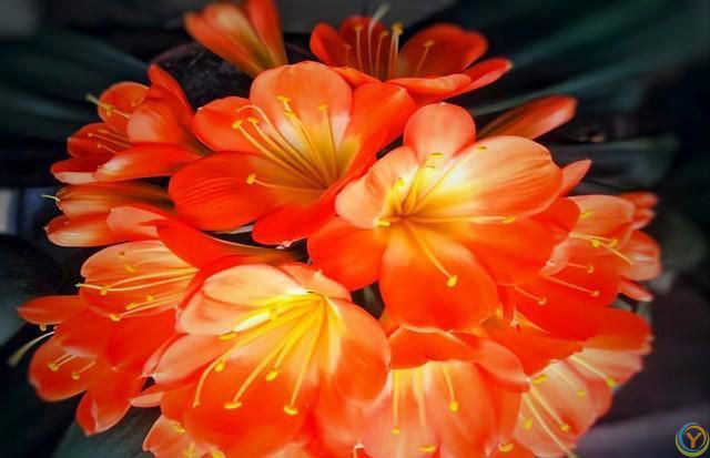 温度高于30度，这些花就要“睡觉”，少水，停肥，反而更健壮